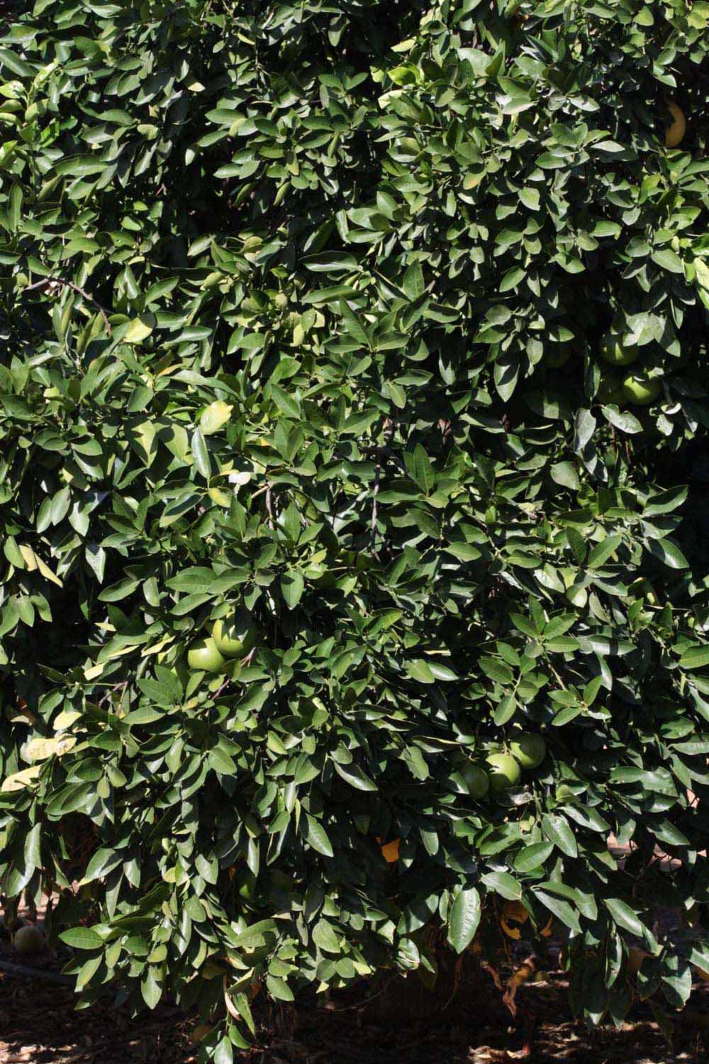            Habit (Riverside, CA)   